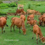 Bài toán đàn bò ăn cỏ